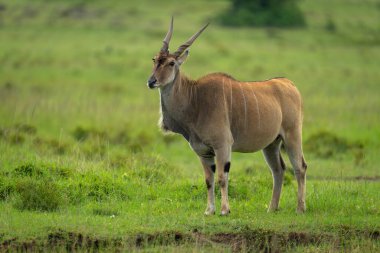 Ortak arazi, çimlerin üzerinde kamera izliyor.