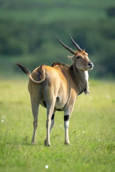 stock image Common eland stands turning head towards camera