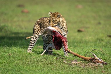 Dişi leopar elinde Thomson ceylanı leşi tutuyor.