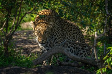 Dişi leopar çalılardan dışarı bakarak oturur.