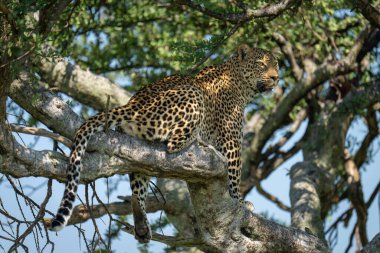 Female leopard sits in branches dangling leg clipart