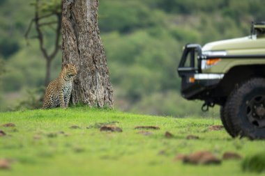 Dişi leopar jipin yanında ağaçta oturur.