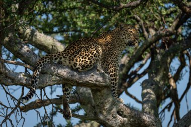 Dişi leopar ağaçta sallanan bacağa oturur.