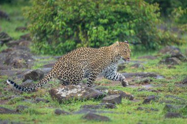 Female leopard rises from sitting among rocks clipart