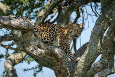 Female leopard lies on branch looking down clipart