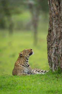 Female leopard lies looking up at tree clipart