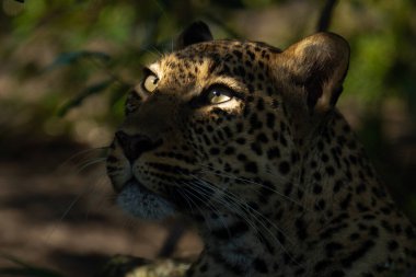 Dişi leopar kütüğün arkasında yukarı bakıyor.