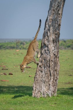 Female leopard climbs down tree on savannah clipart