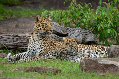 Female leopard and cub lie among rocks clipart