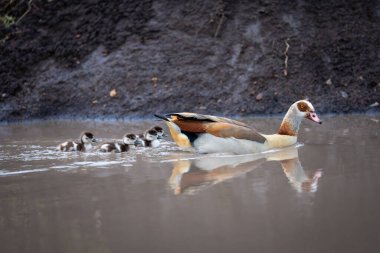 Female Egyptian goose swims with four cygnets clipart