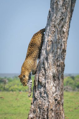 Female leopard climbs down tree in grassland clipart