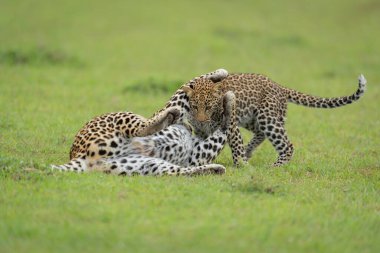 Leopar ve yavrusu çimenlerde oynuyorlar.