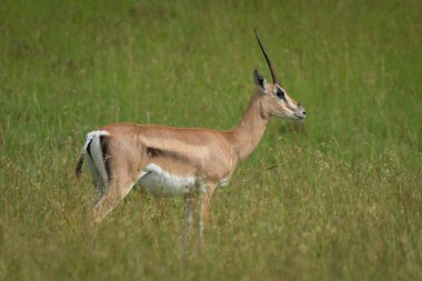 Grant ceylanı çimlerin üzerinde duruyor.