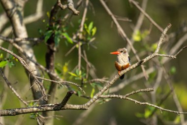 Gri saçlı balıkçı, çıplak daldan kamera.