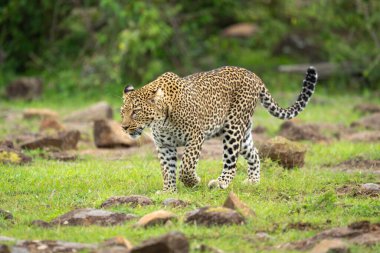 Female leopard walks amongst rocks lifting forepaw clipart