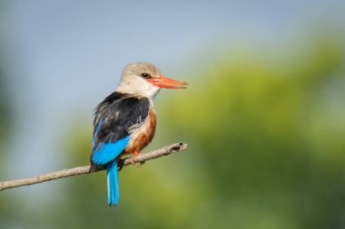 Gri başlı balıkçı, gagasını açıyor.