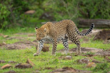 Female leopard walks through rocks lifting paw clipart