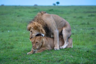 Aslan çiftleşirken dişi aslanın boynunu kemiriyor.