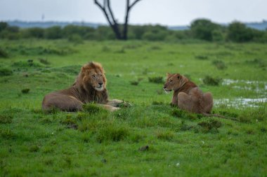 Lion and lioness lie on flooded plain