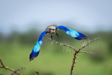 Lilac-breasted roller spreads wings flying from thornbush clipart