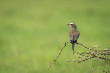 Leylak göğüslü patinaj, fısıldayan dikenle gagasını açıyor.
