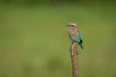 Lilac-breasted roller on vertical branch turning head clipart