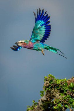 Lilac-breasted roller spreads wings flying over tree clipart