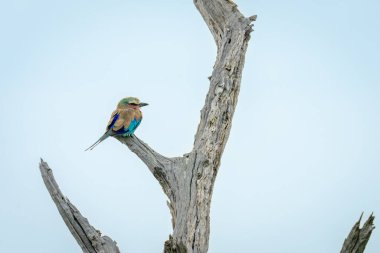 Lilac-breasted roller on cracked tree in profile clipart