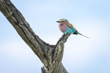 Lilac-breasted roller on tree branch in profile clipart