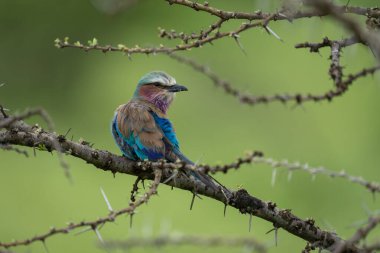 Lilac-breasted roller lifts head on whistling thorn clipart