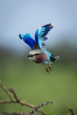 Lilac-breasted roller flies towards camera lifting wings clipart