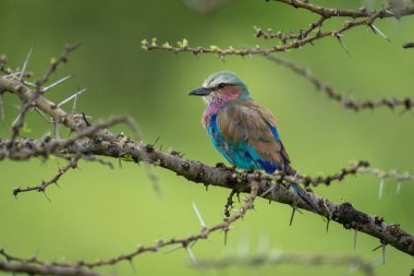 Lilac-breasted roller in profile on whistling thorn clipart