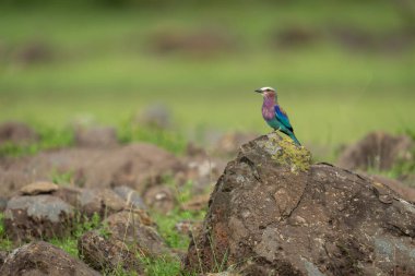 Leğen kaplı kaya üzerinde eflatun göğüslü patinaj.
