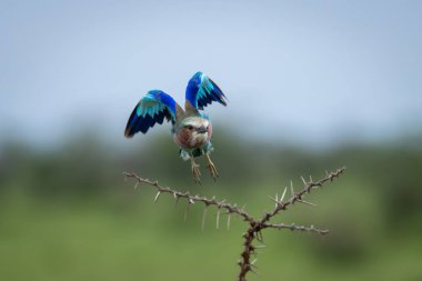 Leylak göğüslü yuvarlak kanatlar ıslık çalan dikenlerin üzerinde