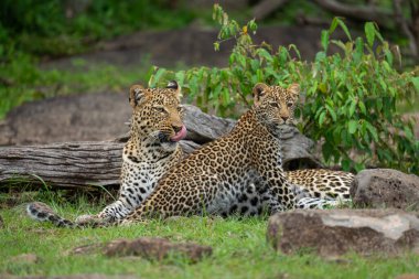 Leopar oturmuş, dudaklarını yalıyor.