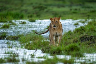 Dişi aslan, sel basmış bozkırda suyun kenarında duruyor.
