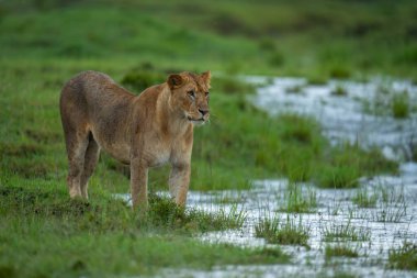 Dişi aslan, sel basmış bozkırda suyun kenarında duruyor.