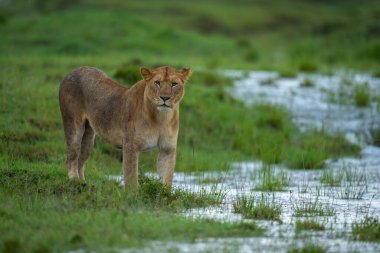 Dişi aslan sular altındaki otlaklarda suyun yanında duruyor.
