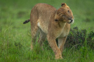 Dişi aslan sallanıyor, başından püskürtüyor.