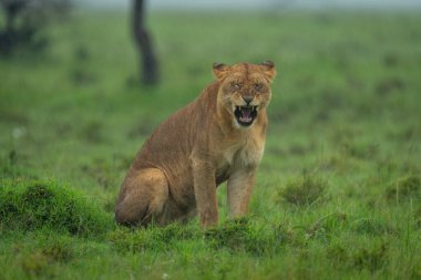 Dişi aslan yağmurda çayırlarda esniyor.