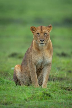 Dişi aslan kısa çimenlerde oturur ve önüne bakar.