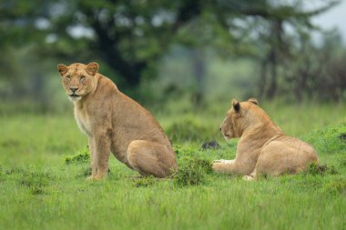 Dişi aslan çimenlerin üzerinde, yatkın kardeşinin yanında oturuyor.