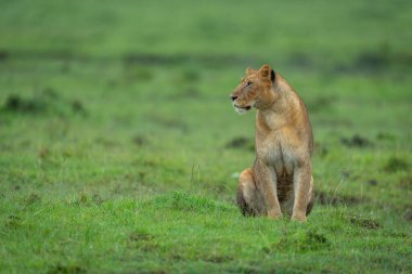 Dişi aslan ıslak çimenlerde oturur ve başını çevirir.