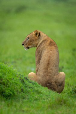 Dişi aslan çimenli tümseğin yanında oturur ve başını çevirir.