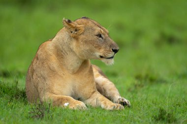 Dişi aslan, başını kısa otlara yaslayarak yatıyor.
