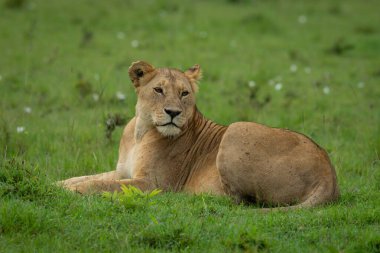 Dişi aslan, başını çeviren kısa otların üzerinde yatıyor.