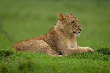 Dişi aslan çimenli tümsekte yatar ve önüne bakar.