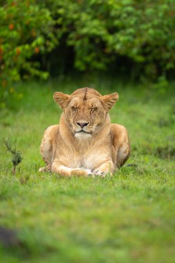 Dişi aslan gözleri kapalı çimenlerin üzerinde yatıyor.