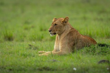 Dişi aslan, Savannah 'daki çimenli tümseğin arkasında yatıyor.