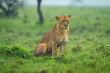 Dişi aslan yağmur altında savanda oturur.